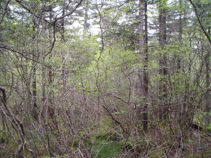 Red Spruce - Mixed Hardwood Palustrine Forest